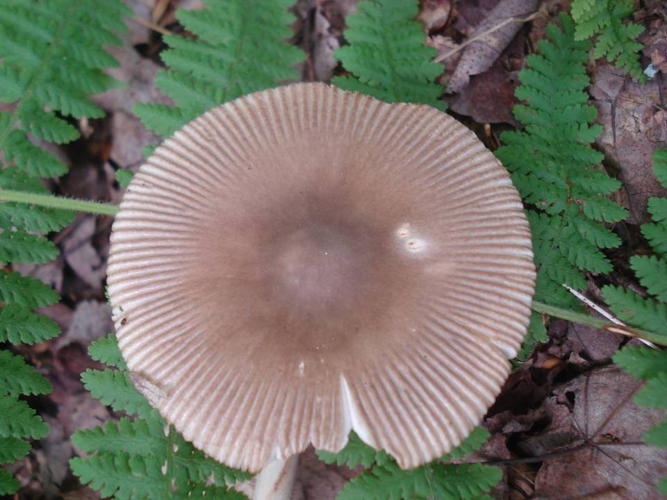 Amanita longicuneus image