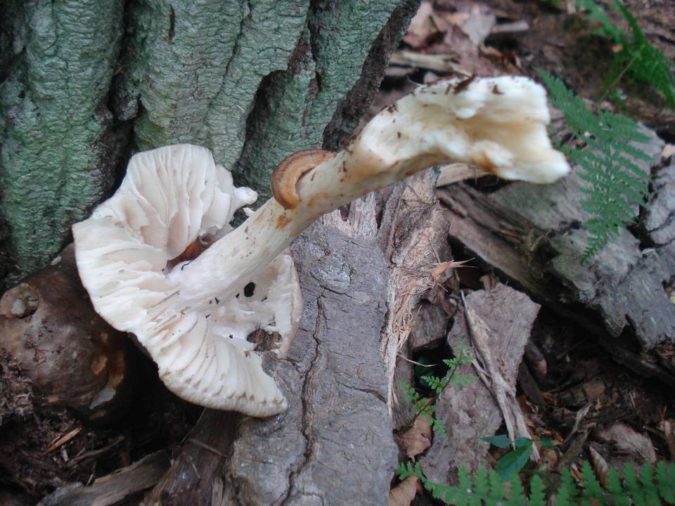 Megacollybia marginata image