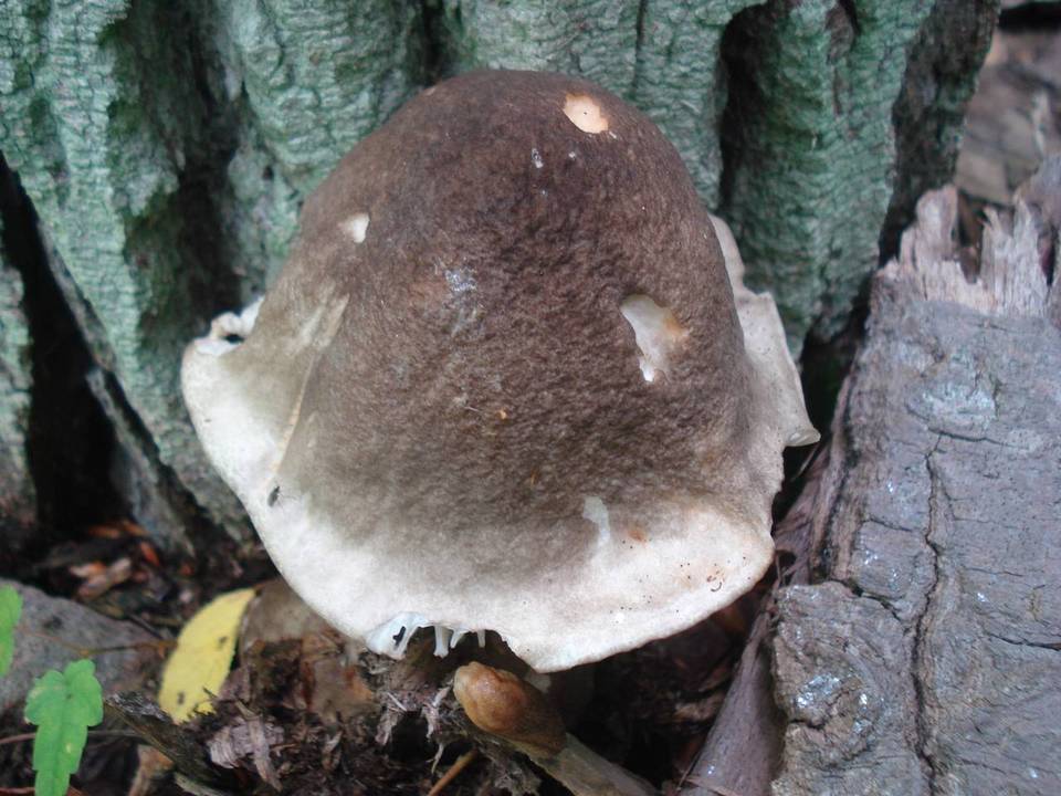 Megacollybia marginata image