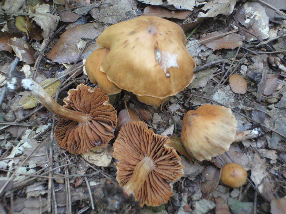Cortinarius hinnuleus image