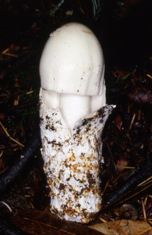 Amanita alba image