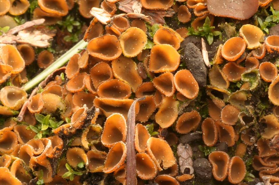 Tricharina gilva image