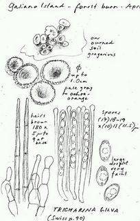 Tricharina gilva image