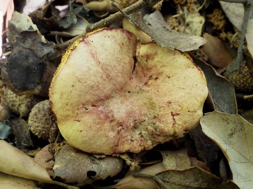 Boletus roseoalbidus image