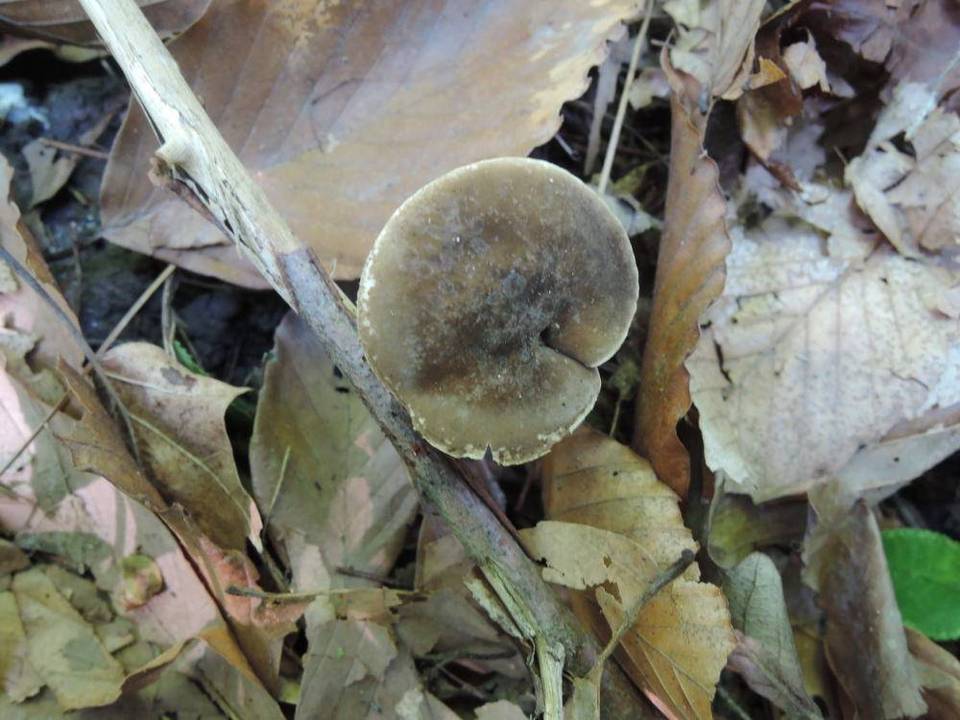 Lactarius fuliginosus image