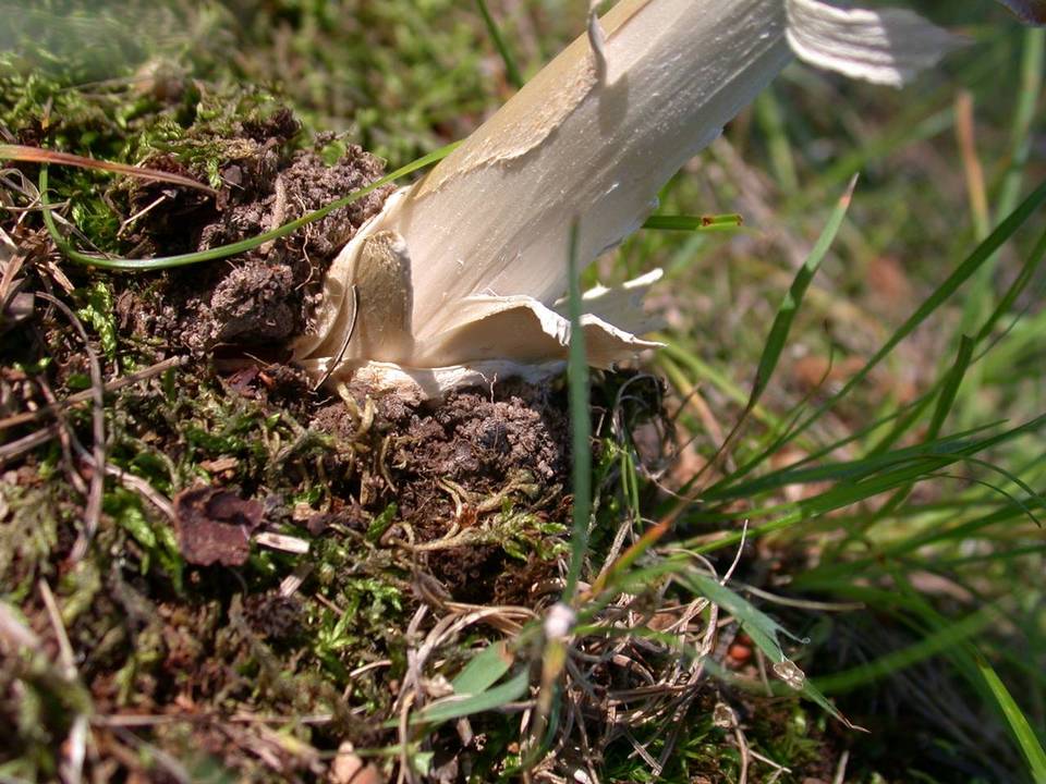 Amanita sect. Vaginatae image