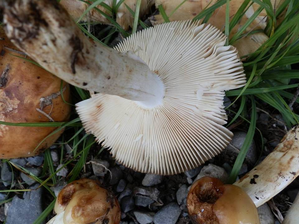 Russula grata image