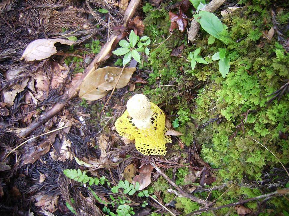 Phallus luteus image