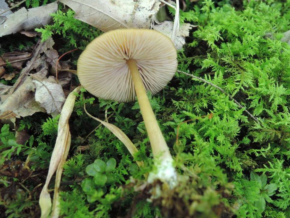 Entoloma strictipes image