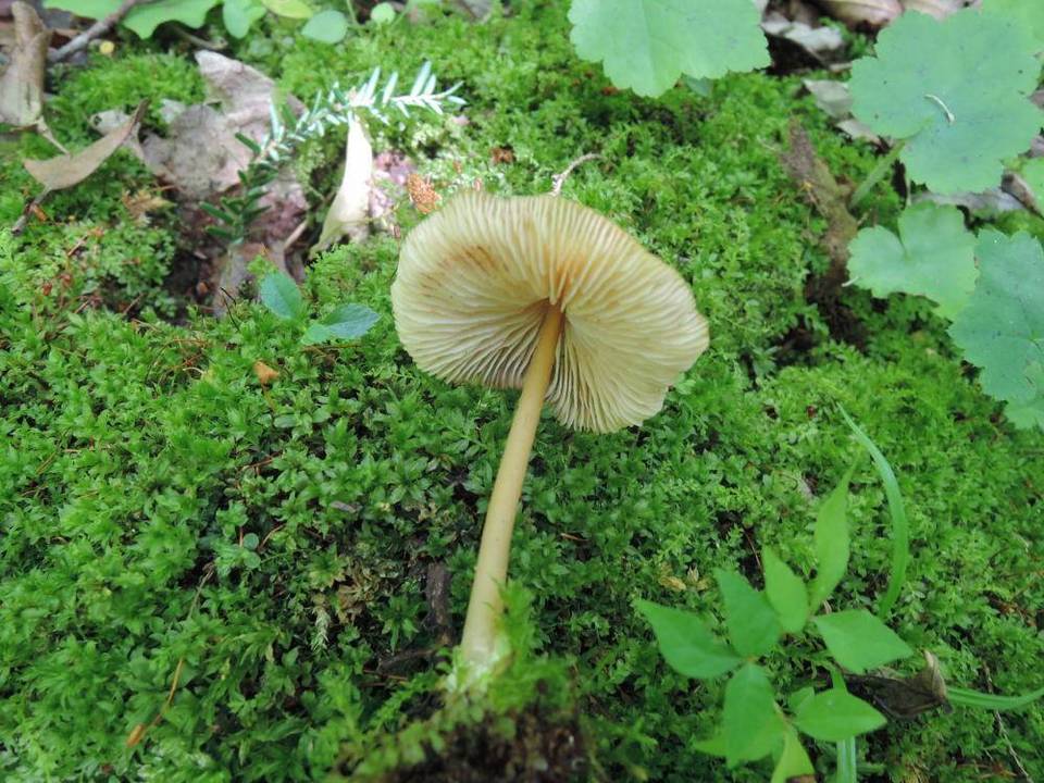 Entoloma strictipes image