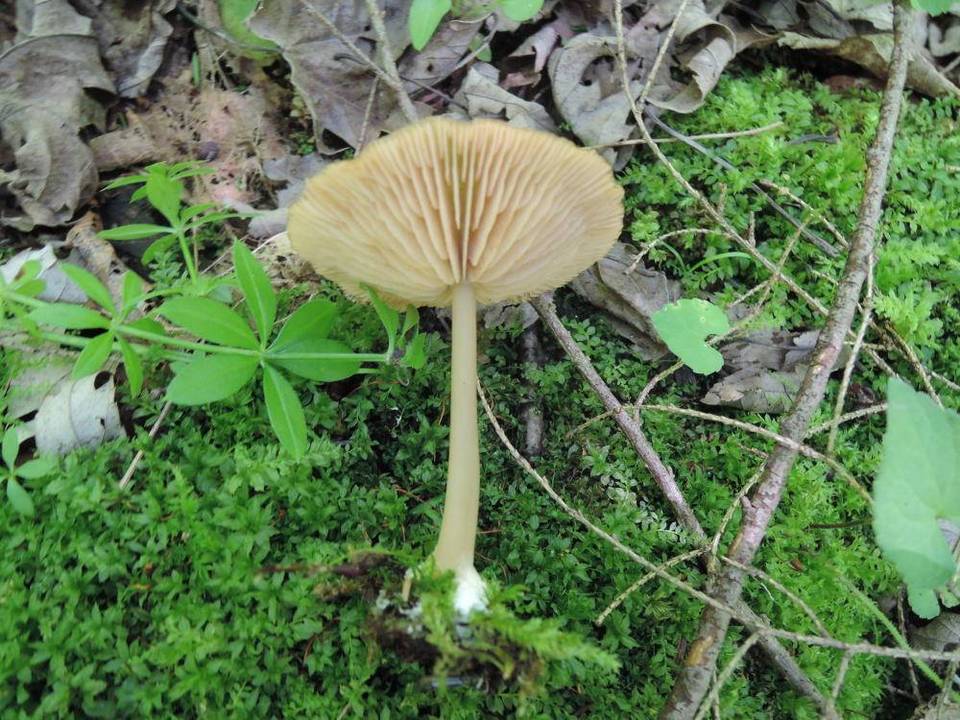 Entoloma strictipes image