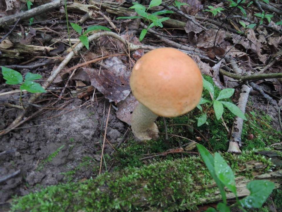 Leccinum pseudoinsigne image