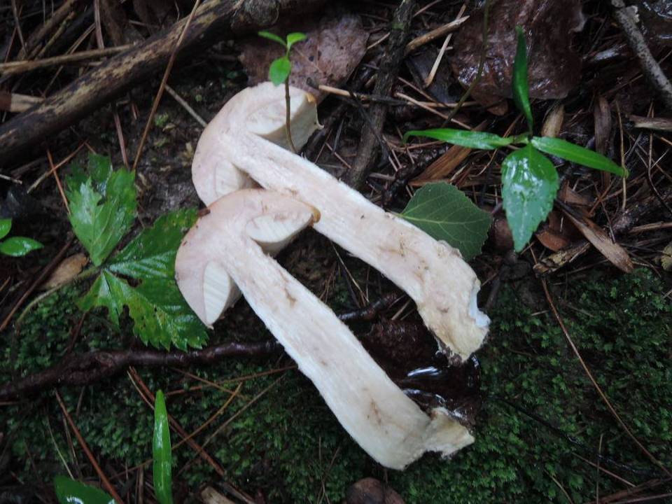 Leccinum pseudoinsigne image