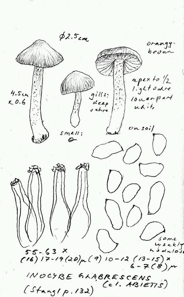 Inocybe glabrescens image