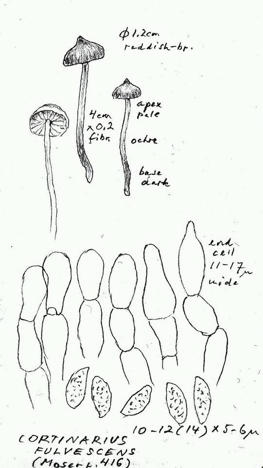 Cortinarius denigratus image