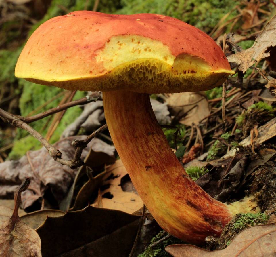 Boletus miniato-pallescens image