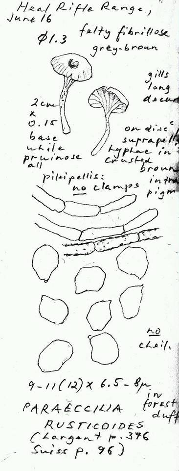 Entoloma rusticoides image