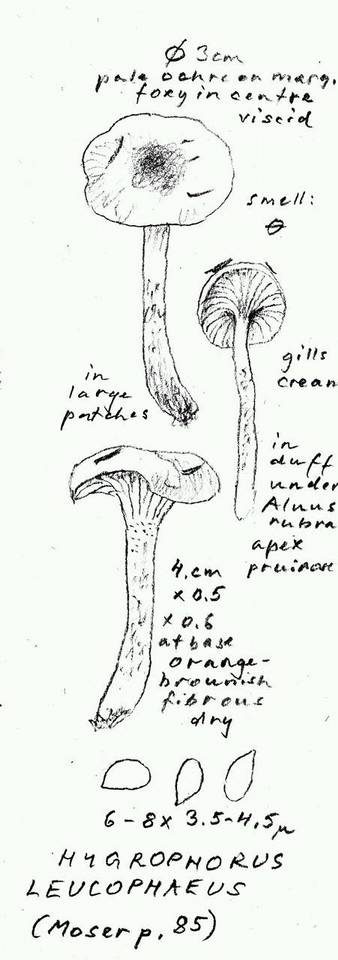 Hygrophorus leucophaeus image