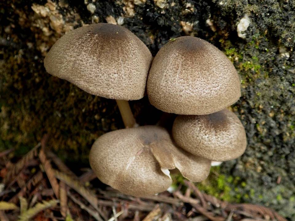 Entoloma sarcitulum image