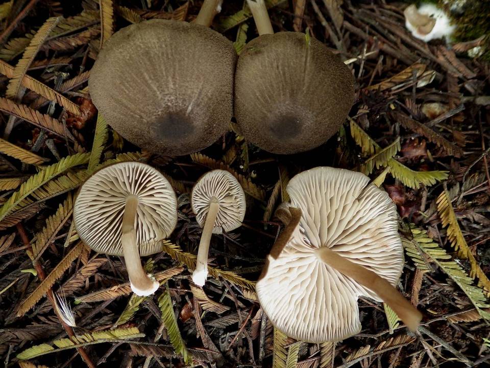 Entoloma sarcitulum image