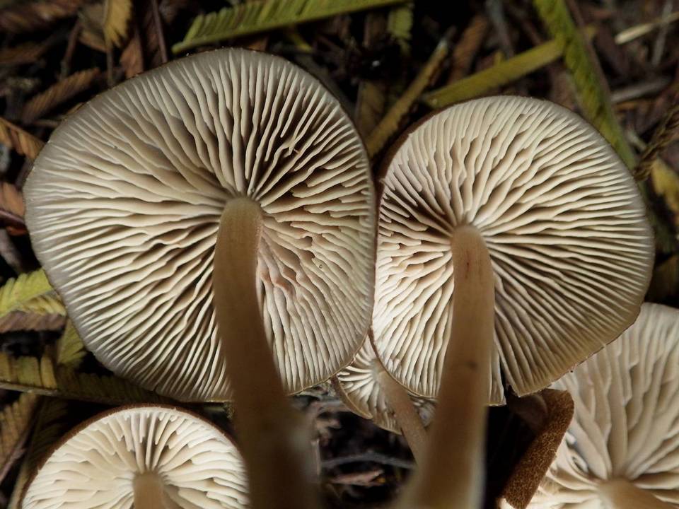 Entoloma sarcitulum image
