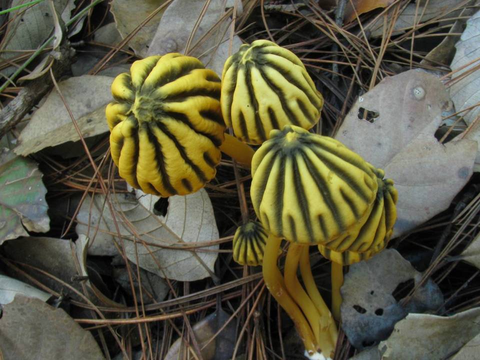 Marasmius grandiviridis image