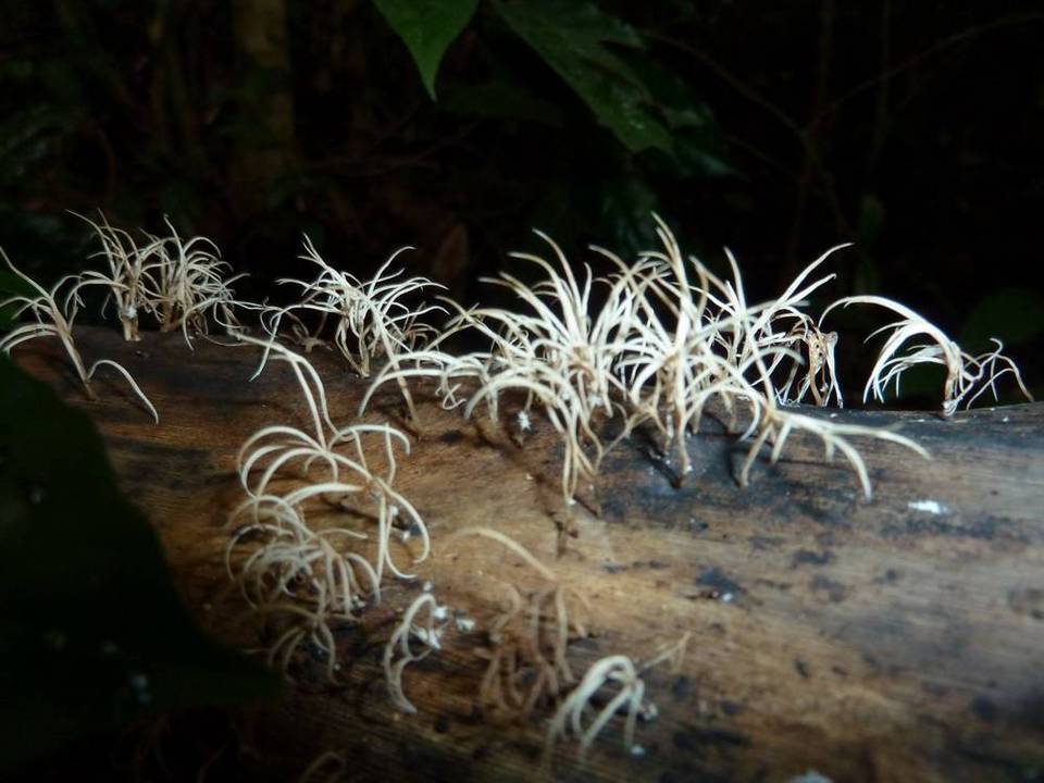 Deflexula subsimplex image