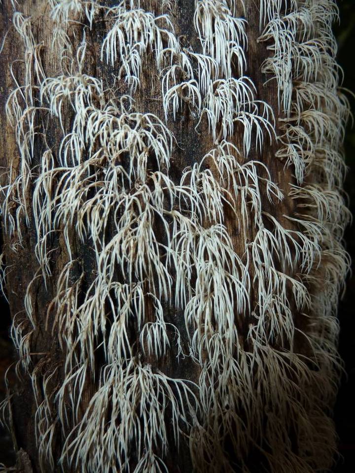 Deflexula subsimplex image