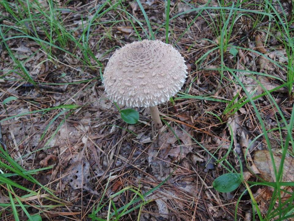 Macrolepiota prominens image