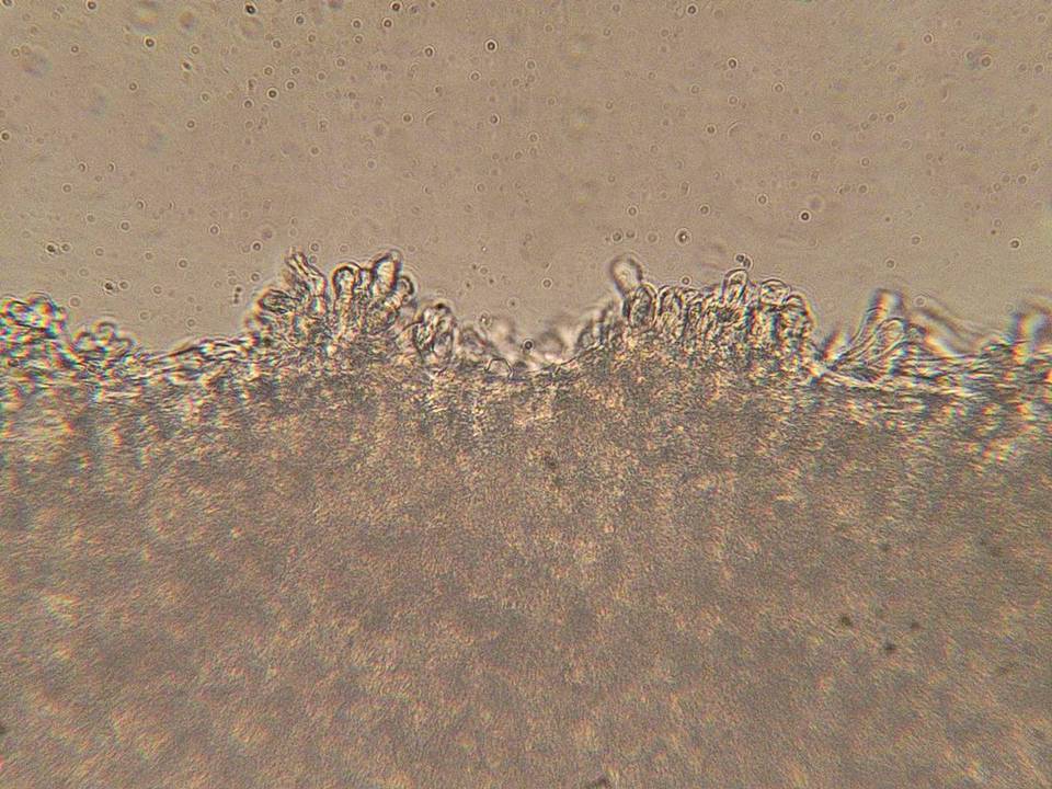 Flammulaster fusisporus image