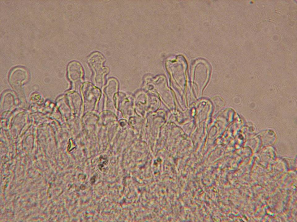 Flammulaster fusisporus image