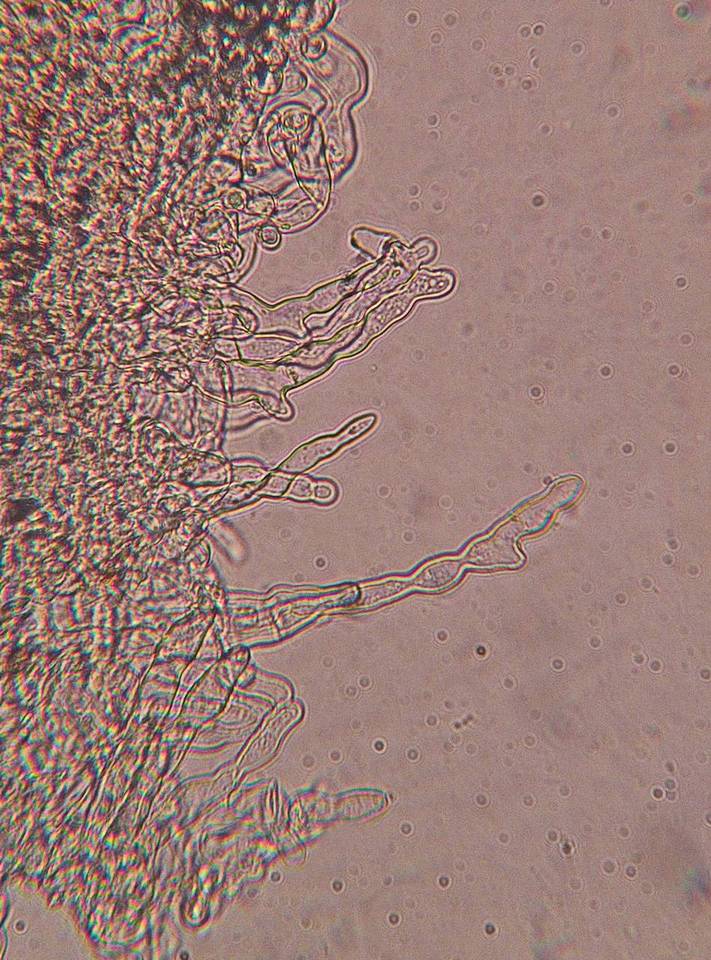 Flammulaster fusisporus image