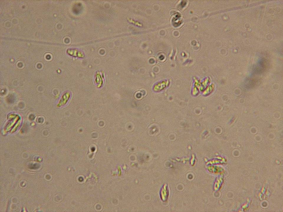 Flammulaster fusisporus image