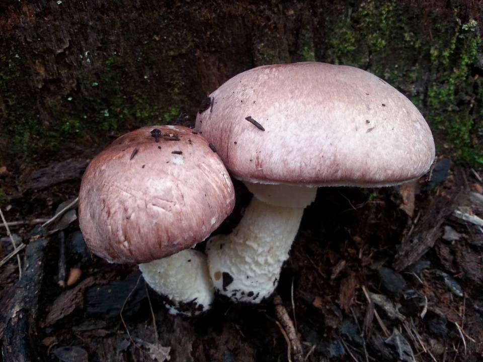Agaricus austrovinaceus image