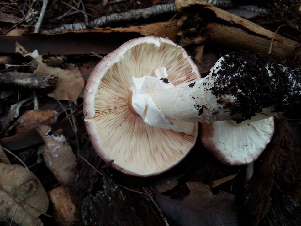 Agaricus austrovinaceus image