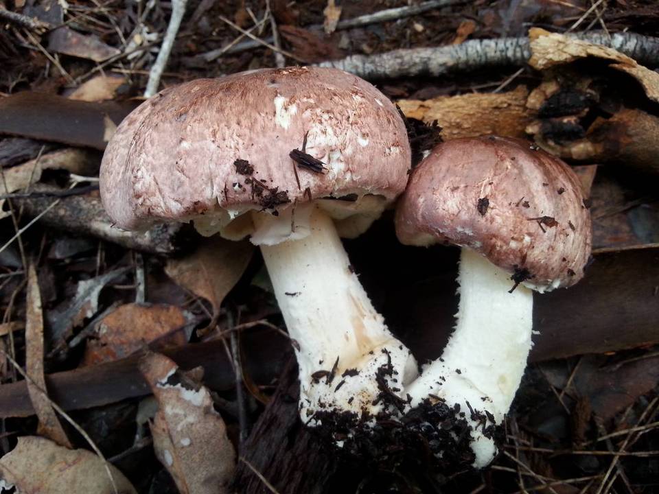 Agaricus austrovinaceus image