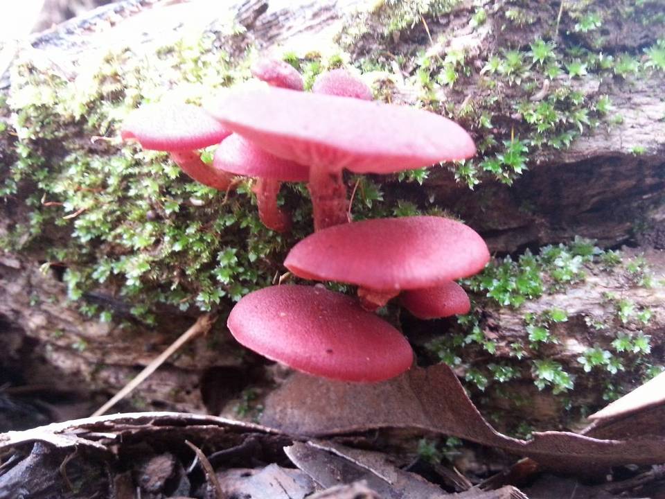 Tubaria rufofulva image