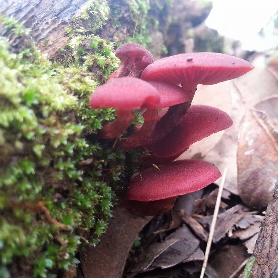 Tubaria rufofulva image