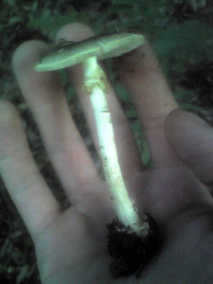 Amanita citrina var. grisea image