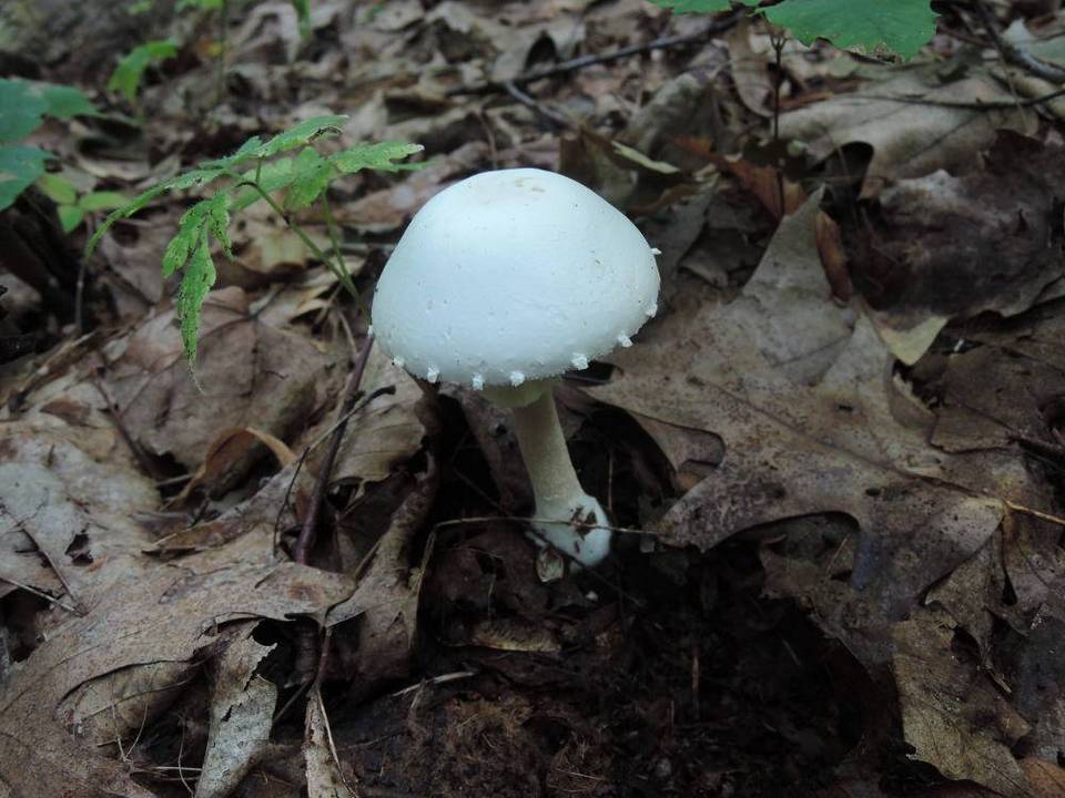 Agaricus cretacellus image