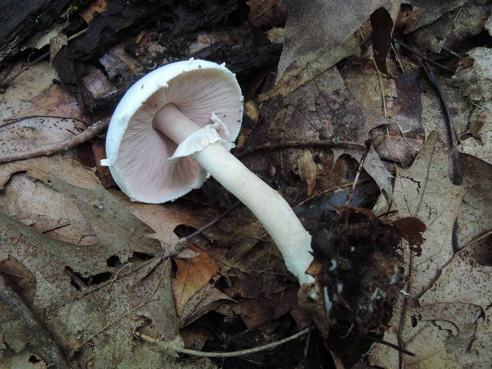 Agaricus cretacellus image