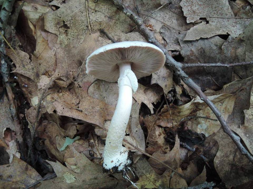 Agaricus cretacellus image