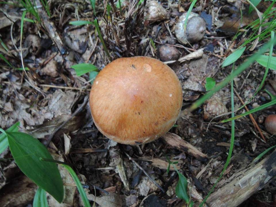 Cortinarius scaurus var. herpeticus image