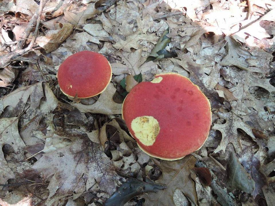 Boletus miniato-pallescens image