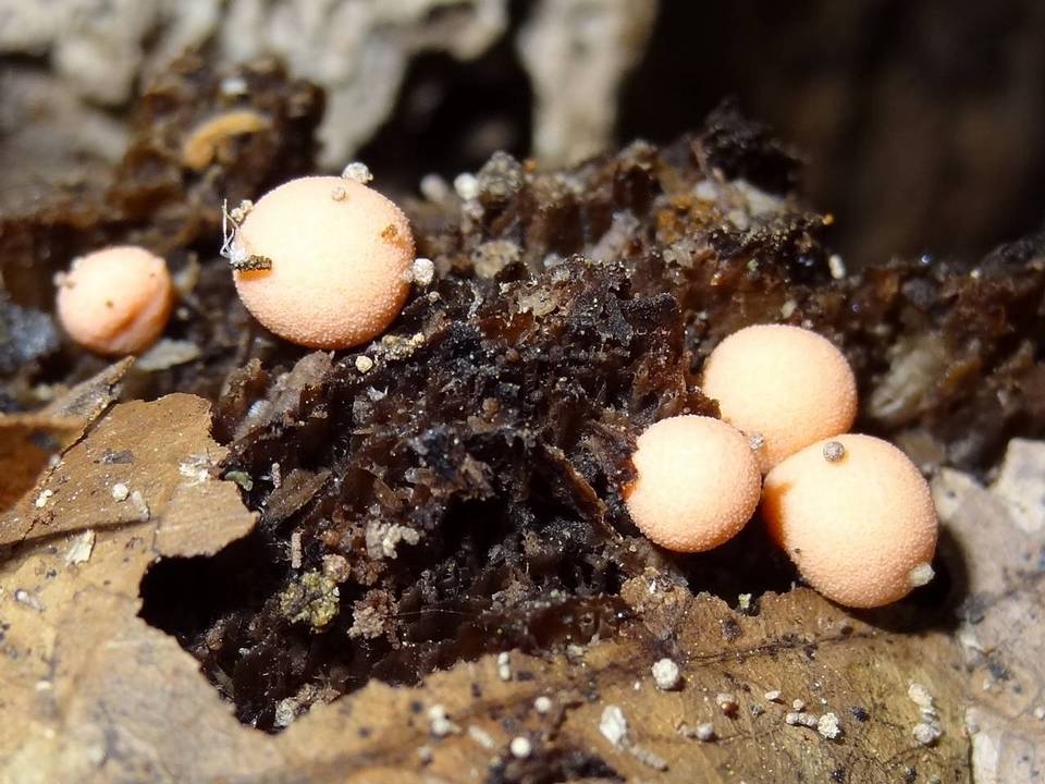 Lycogala epidendrum image