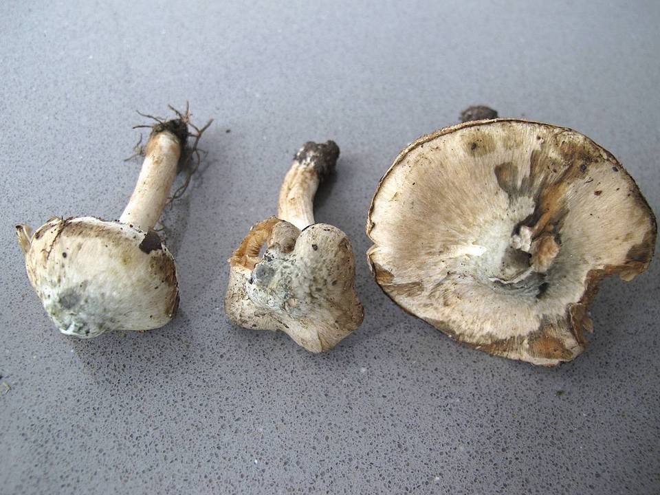 Inocybe corydalina var. corydalina image
