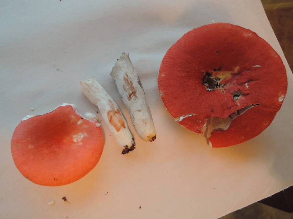 Russula rubescens image