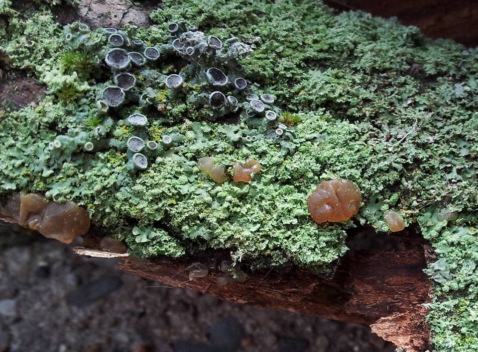 Exidia saccharina image