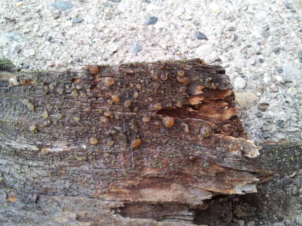 Exidia saccharina image