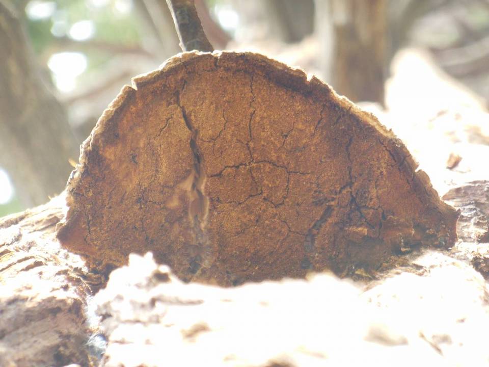 Tyromyces amarus image